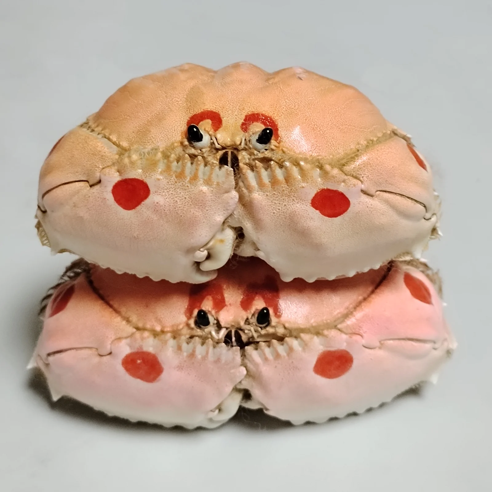 Calappa Philargius Real Shame-faced Crabs Taxidermy Preserved Crab Specimen Coastal Home Decor, Ideal Gift For Education