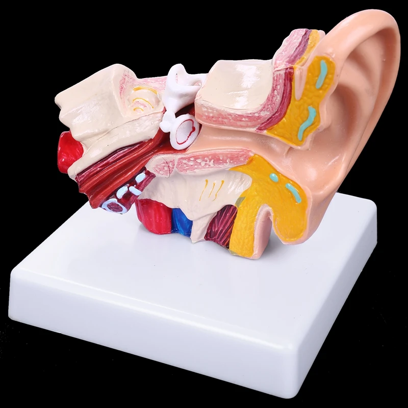 GTBL 1.5 Times Human Ear Anatomy Model Showing Organs Structure Of the Central and External Ears Medical Teaching Supplies