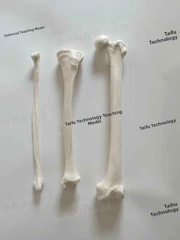 : Simulation Plastic Femur Model Human Bone Model Humerus Radius Tibia Static Model Medical Education Toy for All Genders