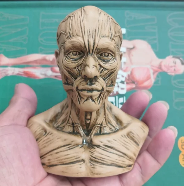 

1:3 Art human musculoskeletal anatomy plaster toy skull skull painting bust model art