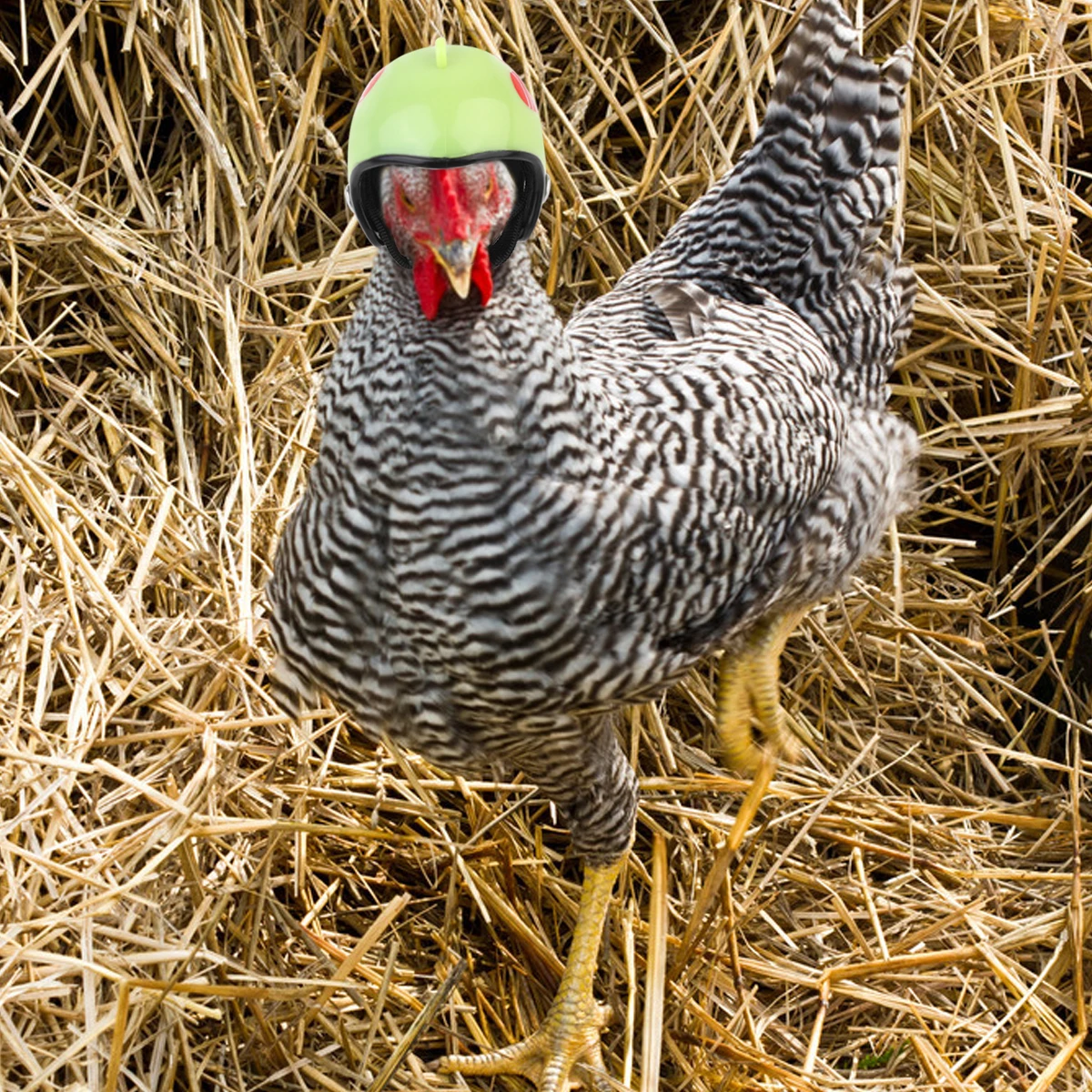 

Colorful Chicken Small Pet Hard Hat Bird Headgear Protection Plastic Elastic B Adjustable Size Poultry Safety Comfort