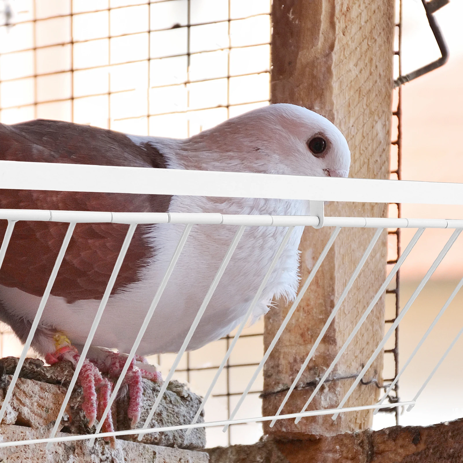 

Pigeon Jumping Cage Door Iron Racing House Entrance Wire Trap Sturdy Reliable Reinforced Durable Safe Easy Install Pet Supplies