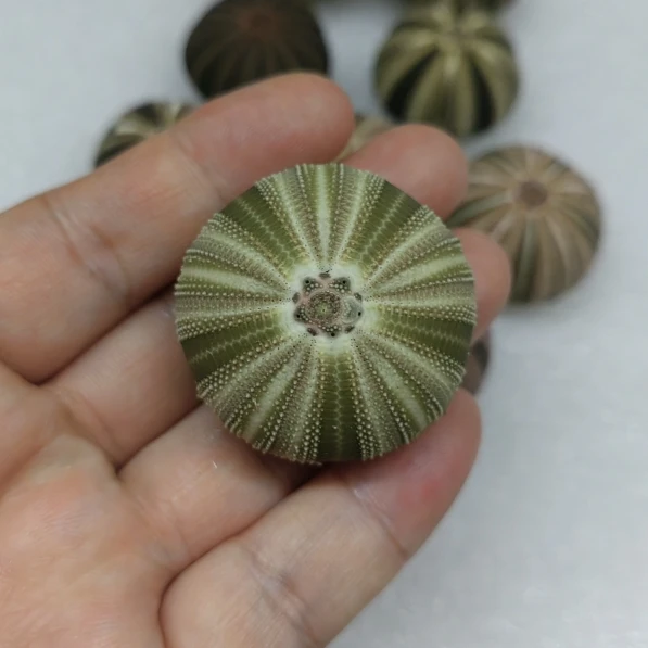 Natural Sea Urchin Beach Shell Conch Creative Handmade Diy Mediterranean Decorative Floor Air Pineapple Succulent Flower Pot