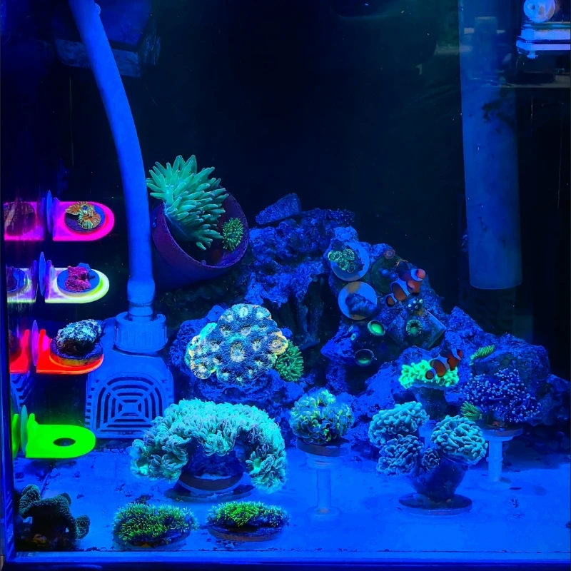 색상 무작위 산호 조각 홀더 브래킷 재배 라이브 SPS - Marine Aquarium Live 리뷰 및 가격