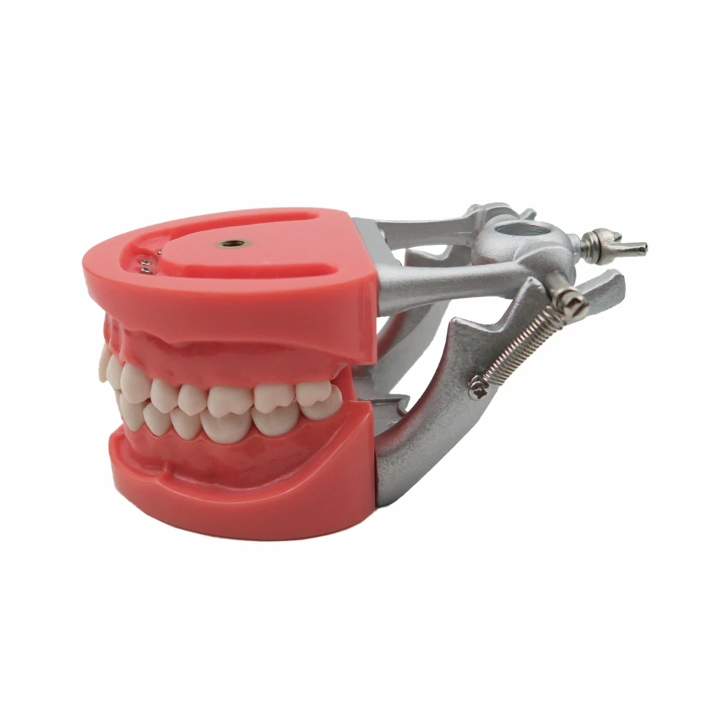 

TM-A6 DentalS Emulator Tooth Model with DP Occluder