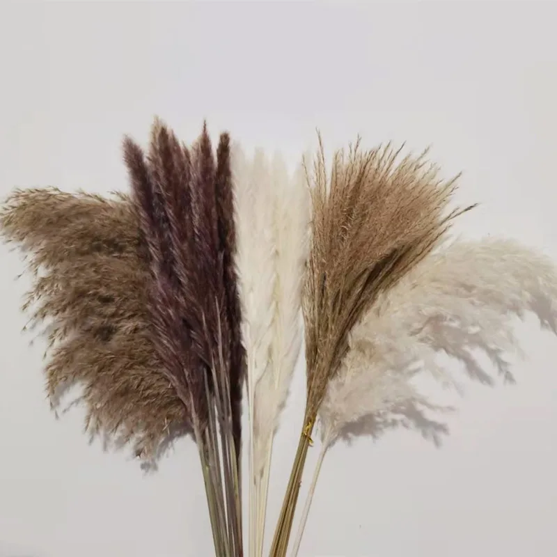 Natural Pampas Grass Bunny Tail Grass Dried Flowers for Wedding Fluffy Small Reeds Flowers Bouquet Boho Living Room Decoration