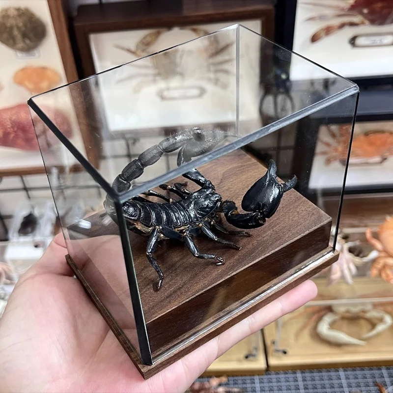 Real Heterometrus Petersii Taxidermy Authentic Black Scorpion Specimen With Walnut Showcase Home Decor Ideal Gift Collection