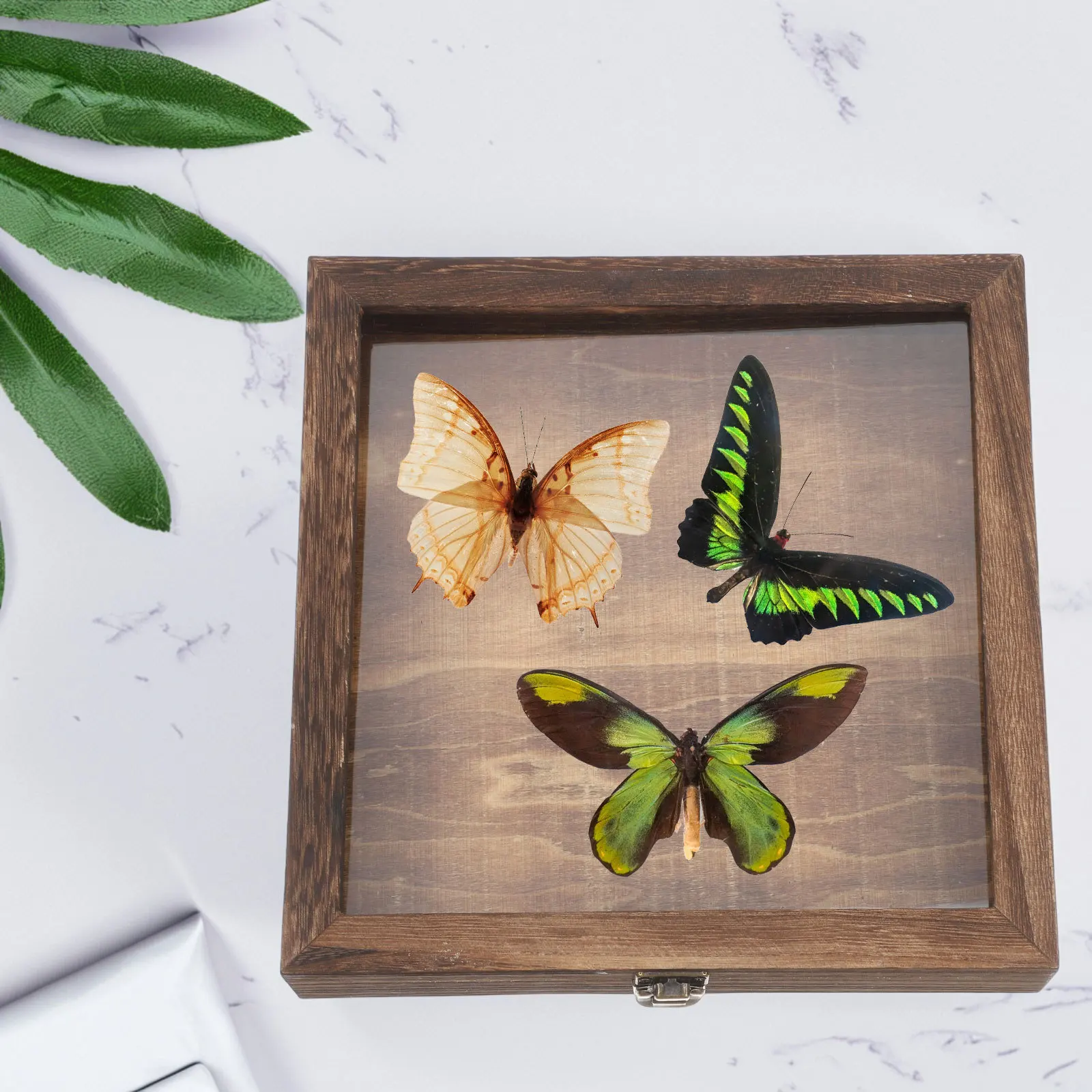 Wooden Butterfly Specimen Box Flip Cover Dried Flower Display Case Eternal Flower Shadow Box Jewelry Storage Collection Decor