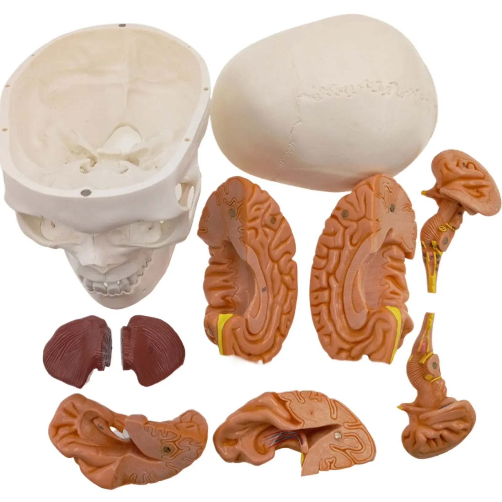 PVC حجم الحياة الجمجمة البشرية 3 أجزاء مع الدماغ 8 أجزاء نموذج مرقم للدراسة الطبية
