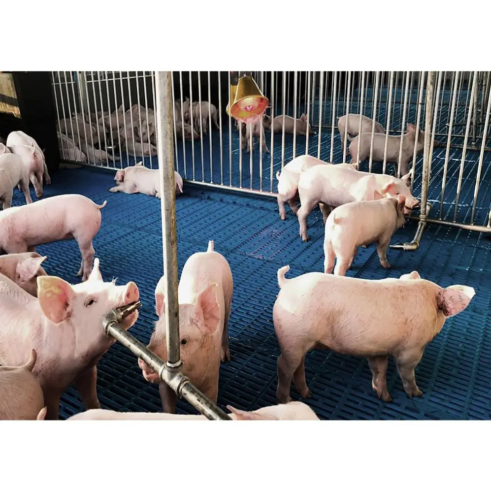 custom new product Durable Pig Farm Equipment Low-Price Pig Fattening Crate for Finishing Pigs Essential Bearing Components