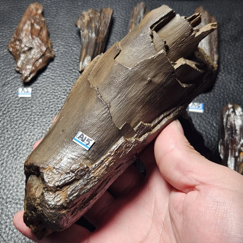 

Natural Gobi Desert wood mineral specimens for home decoration