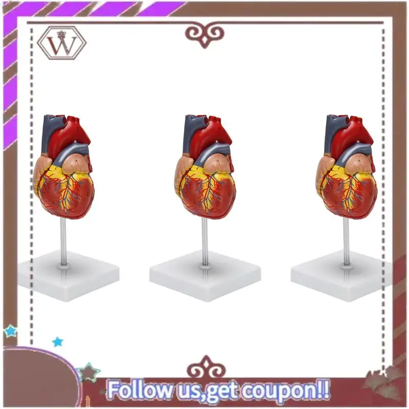 

ABBG-3X 1: 1 Human Heart Model, Anatomically Accurate Heart Model Life Size Human Skeleton Anatomy