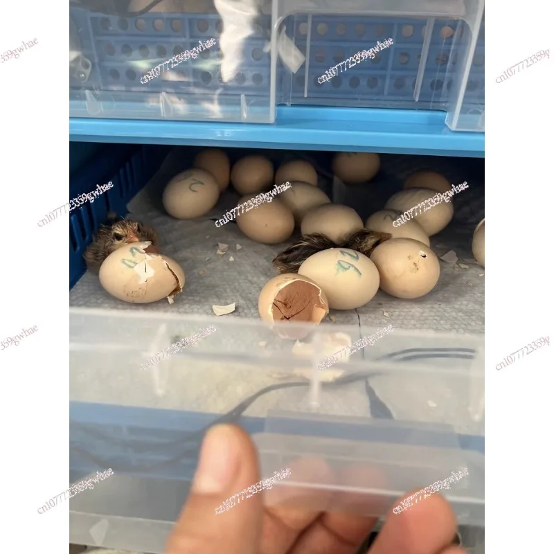 

Fully Automatic Hatching Machine 176-500Capacity Egg Incubator 110V/220V/12V Chick Roller Automatic Temperature Humidity Control