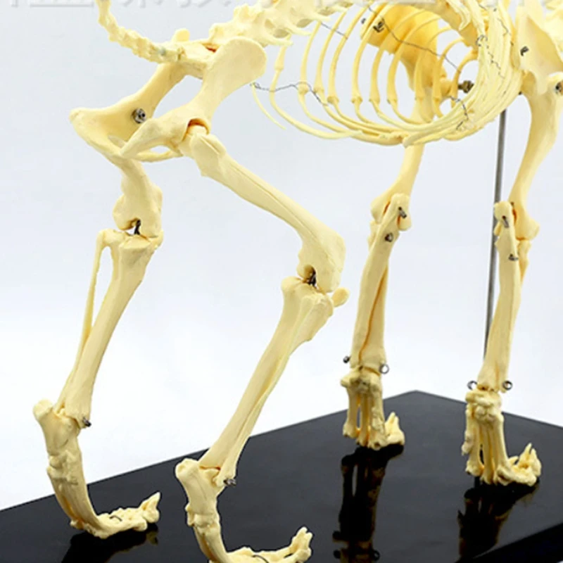 Dog Skeleton Model Dog Anatomy Animal Teaching Model Laboratory Veterinary Teaching Demonstration Tool Easy Install Easy To Use