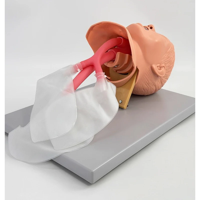J1A Child Trachea Intubation Training Model，Medical Teaching Model，Advanced Human Tracheal Intubation Training Model