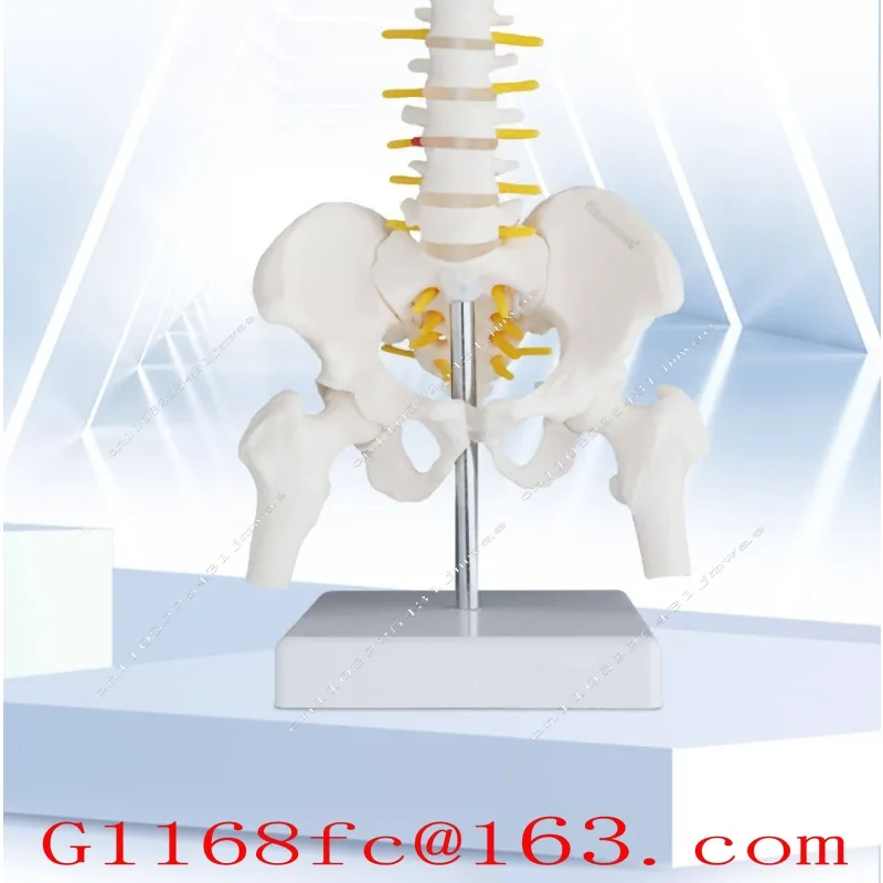 It Can Move The Human Spine Sacroiliac Teaching Skeleton