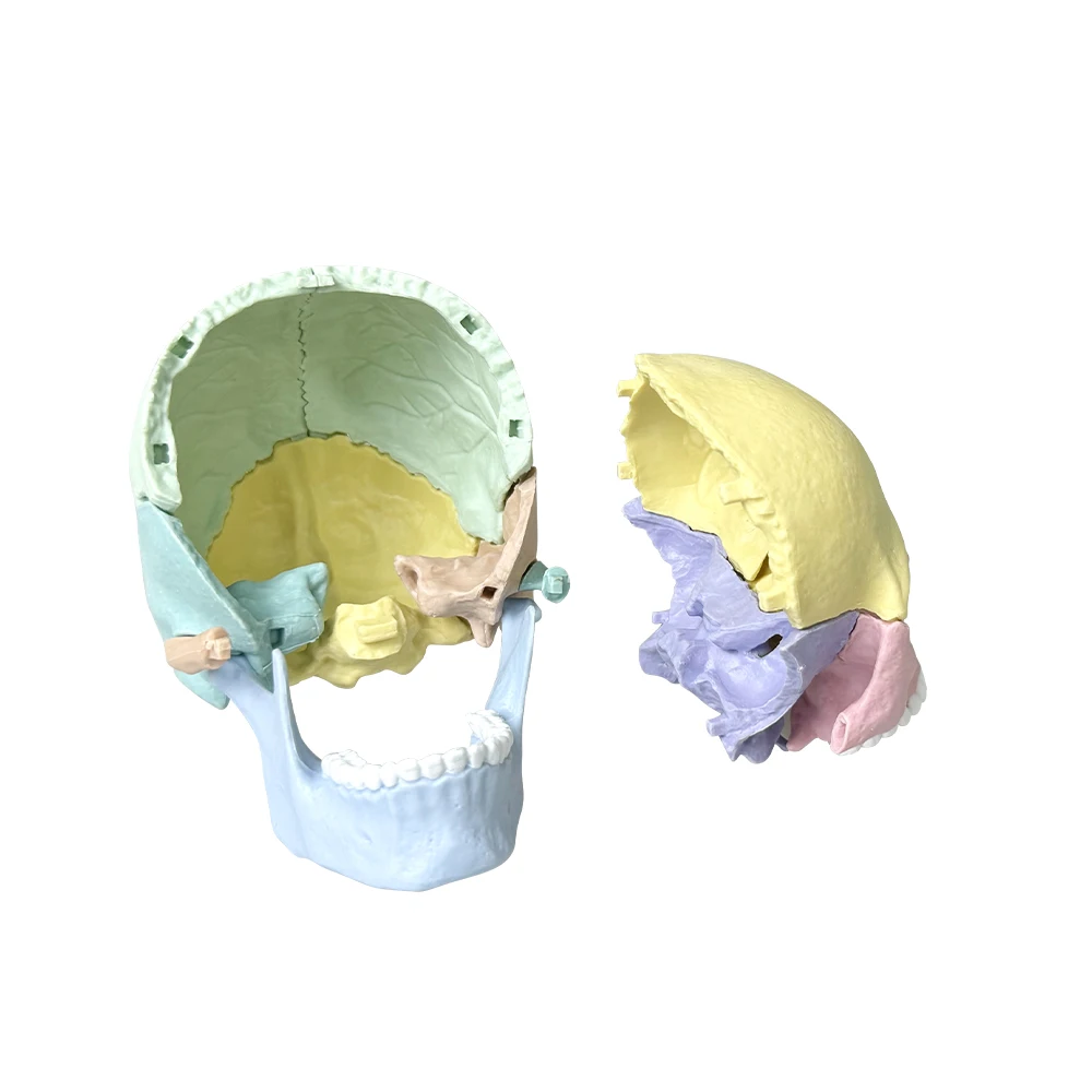 Human Anatomy Skull Model Detachable Medical Model Desktop Ornament  Oral Teaching Aid Medical Science Educational Toy