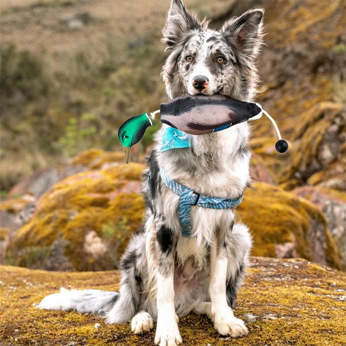 Il paraurti manichino dell'anatra imica il giocattolo del paraurti dell'anatra morta per addestramento di cuccioli o cani da caccia per adulti