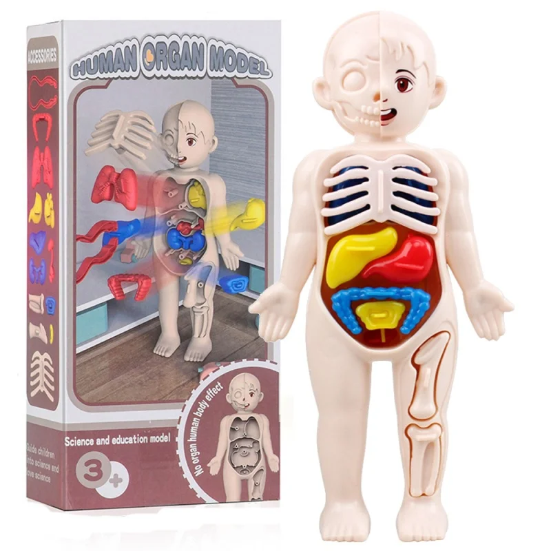 Montessori Toys Children Science Education Human Body Organ Anatomy Model DIY Assembled Medical Toys Teaching Tools Child Kids