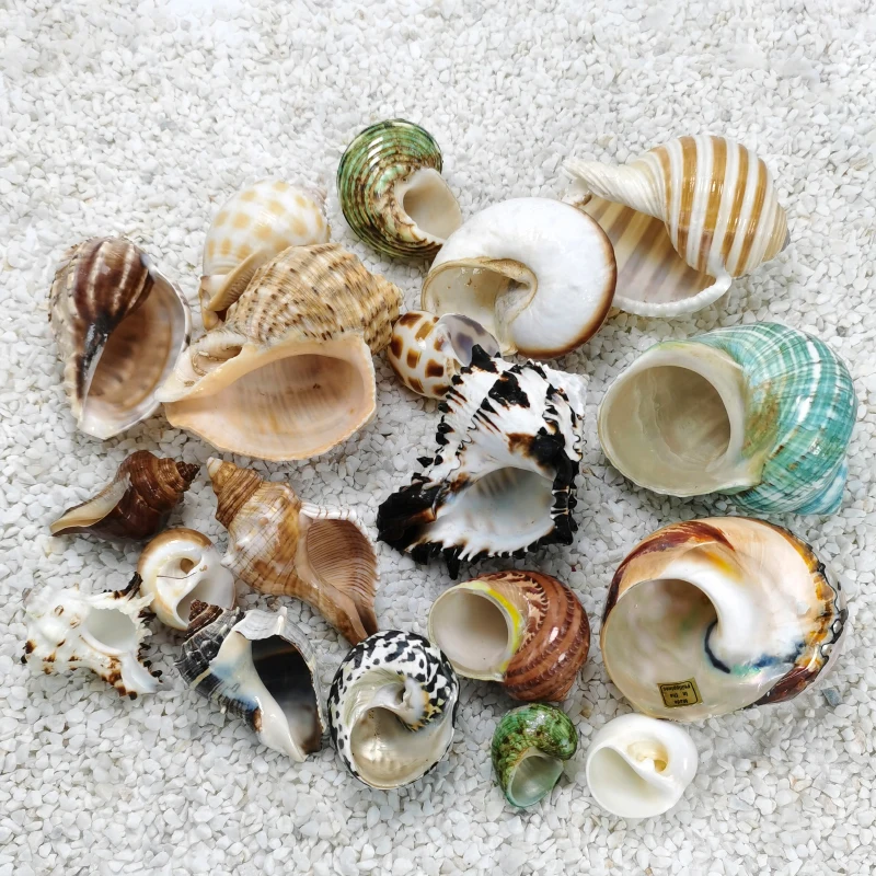 صدف المحار ، السلطعونات ، حوض أسماك ، مناظر طبيعية ، ديكور منزلي #4