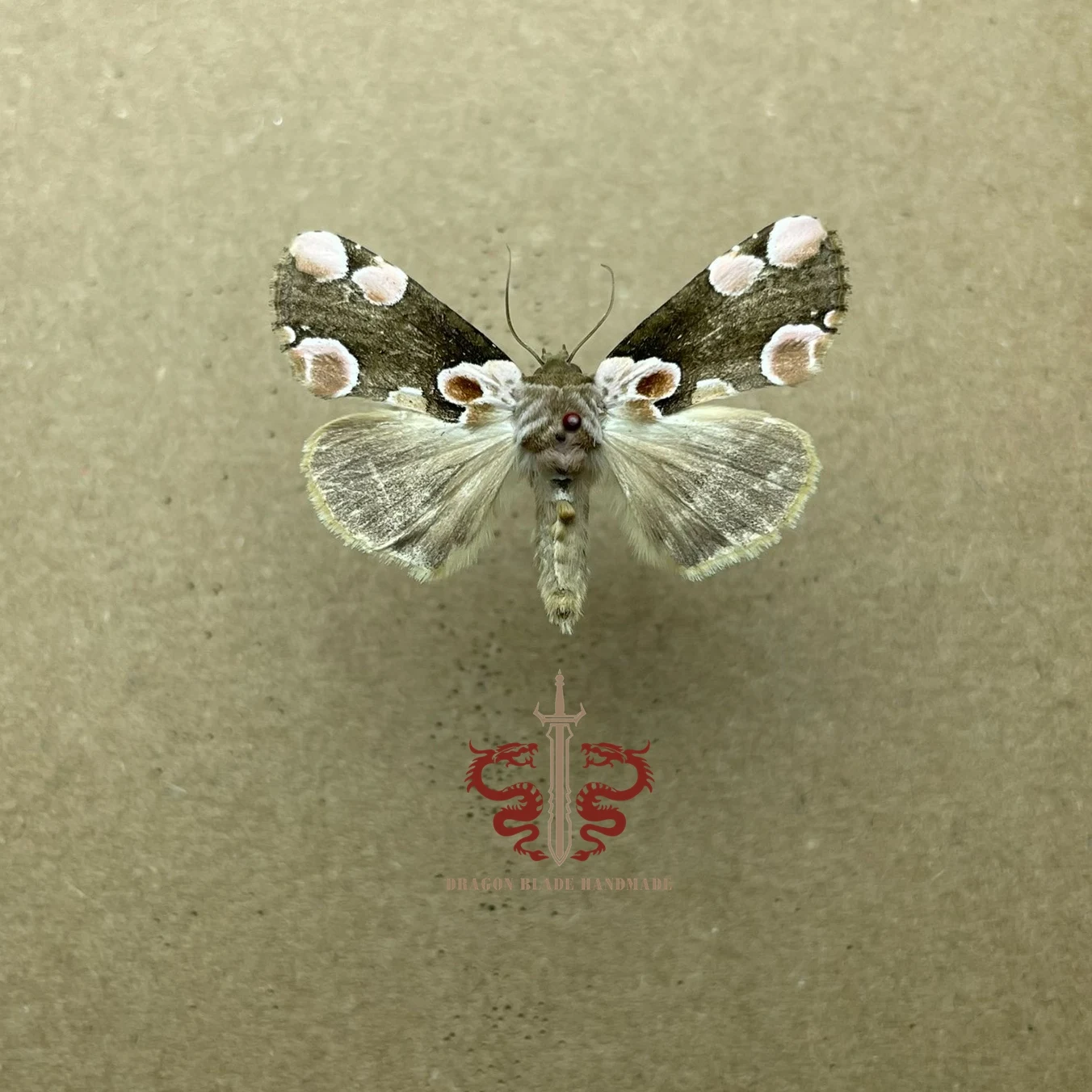 Moth specimen Gaurena sinuata, 1pc wings spread A1/A- high quality, Decorative Display Collection Gifts
