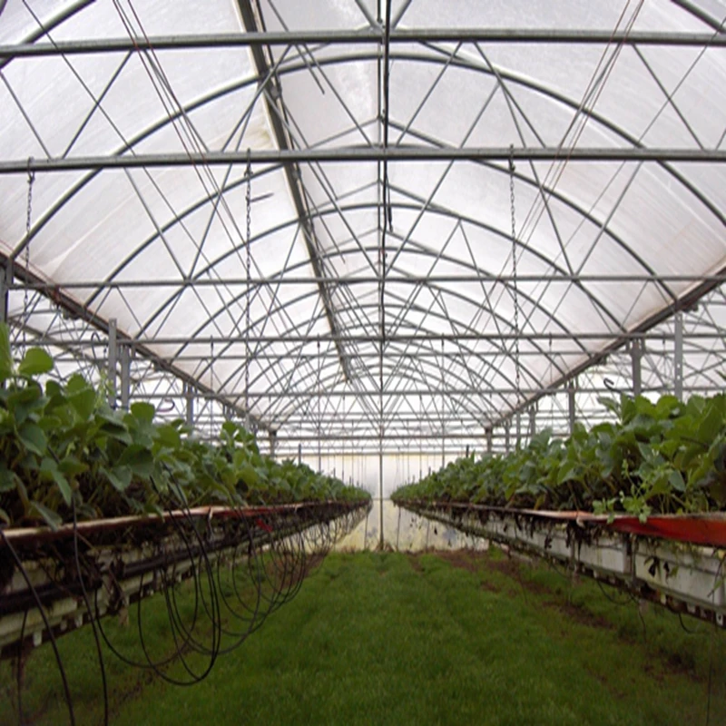 

Customized greenhouseMulti-Span Film Greenhouse with Hydroponic System for Vegetable