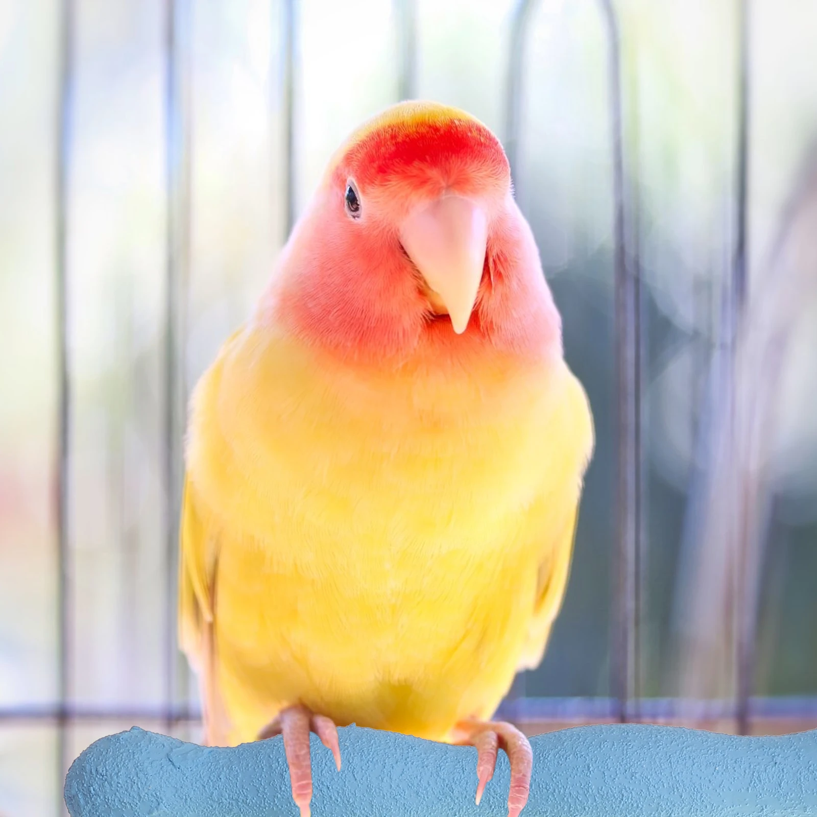 

Natural Wood Bird Perch 20Cm Sand Grinding Stick For Parrot Nail Trimming Cage Accessories Playground Stand (Random