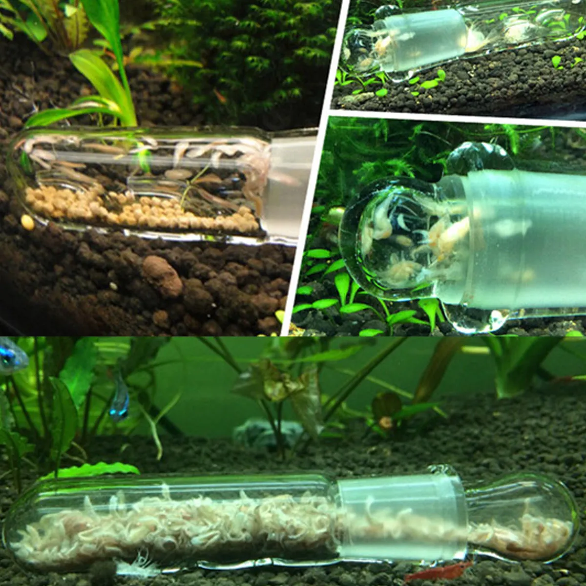 Glass Aquarium Trap 2 Hole Clear Turbellarian Catcher Fish Tank Accessory Pest Control Aquarium Cather