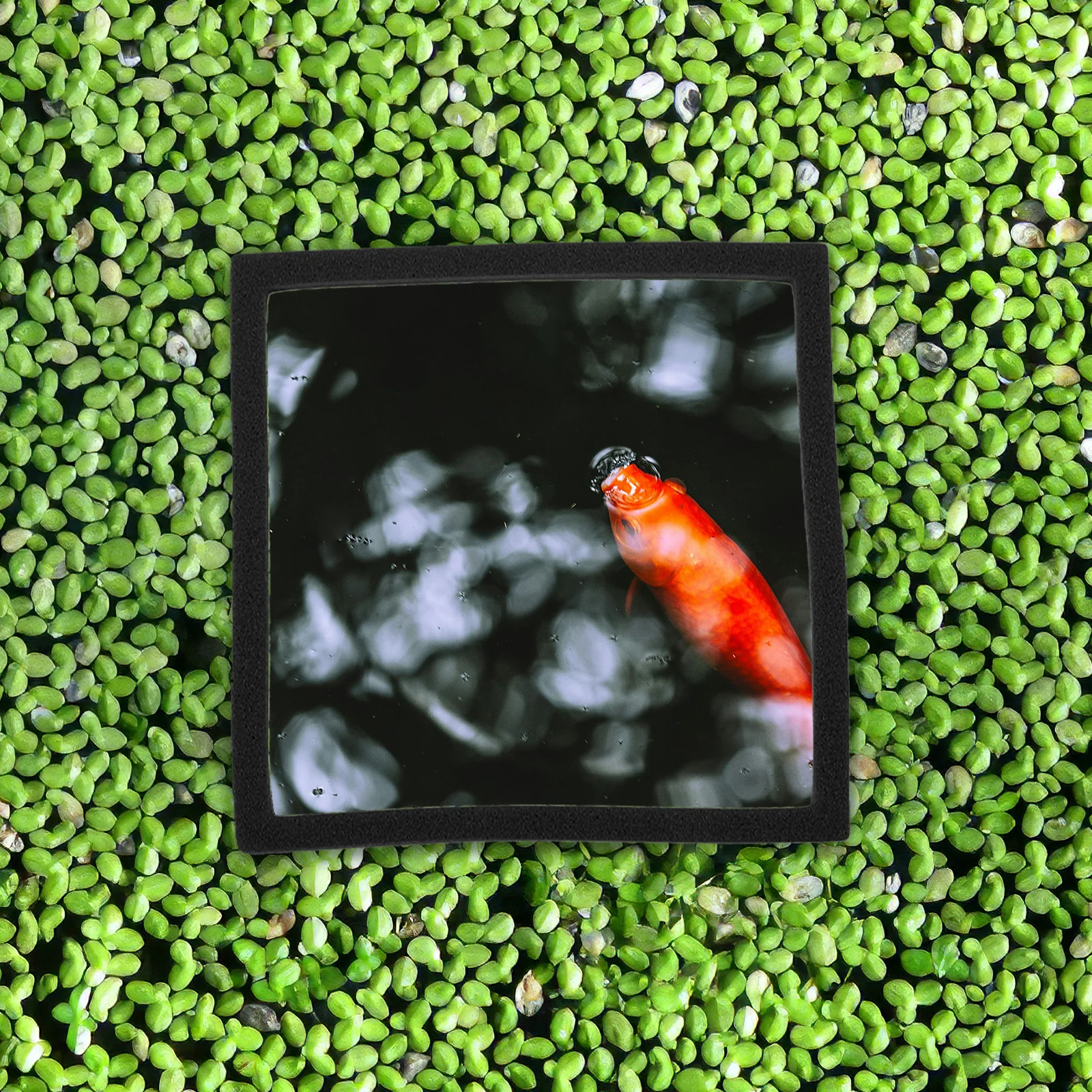 

5pcs Aquarium Floating Plant Ring Feeding Ring For Duckweed Isolation Plastic Tank Plants Holder Pet Supplies