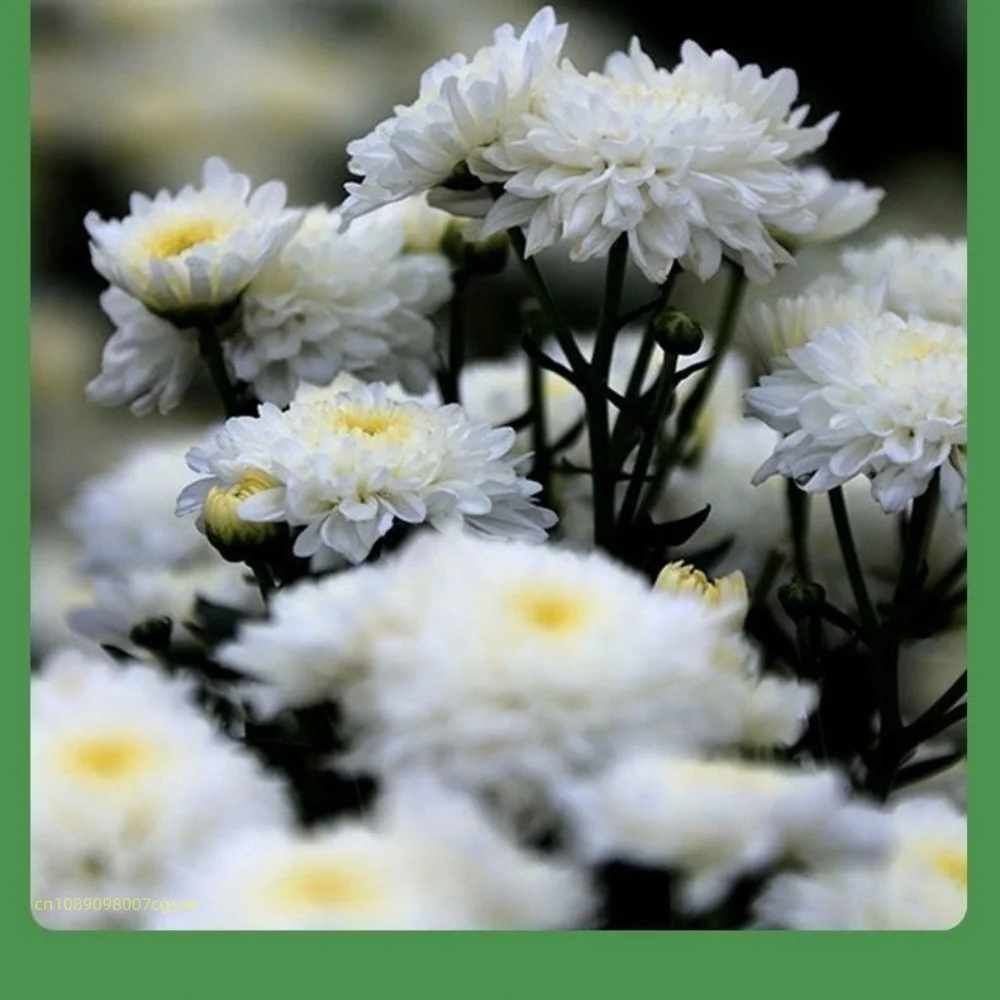 Natural Dried Flower Materials - Candle Making And Perfume ulasan dan harga