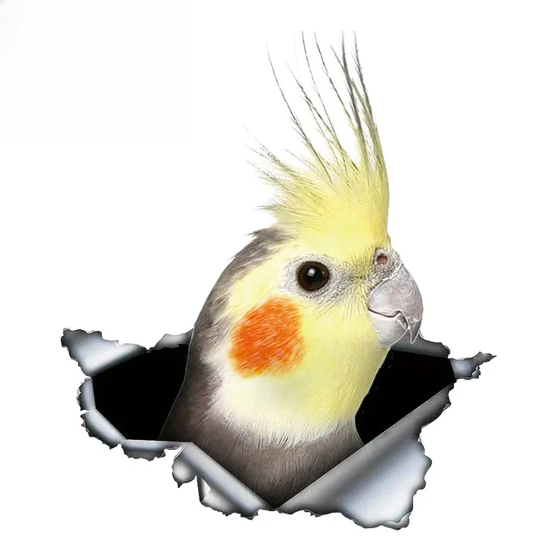 13X11.3cm Cockatiel Parrot Lovely Bird Car Sticker Sunscreen Decal Laptop Motorcycle Car Accessories Custom Decal  PVC KK