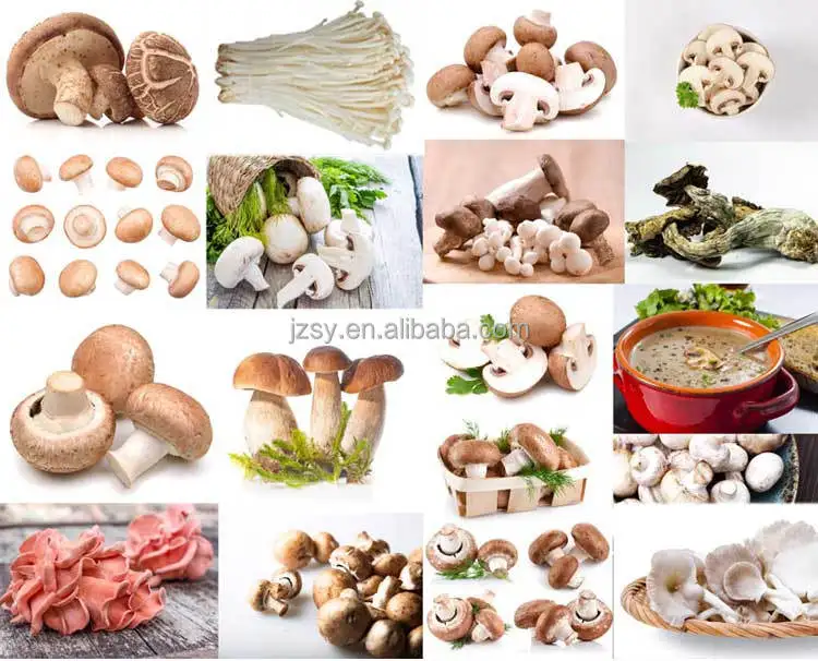 آلة تعبئة الركيزة لزراعة الفطر الصالحة للأكل، آلة تعبئة أكياس الفطر المحار، معدات معالجة التعبئة