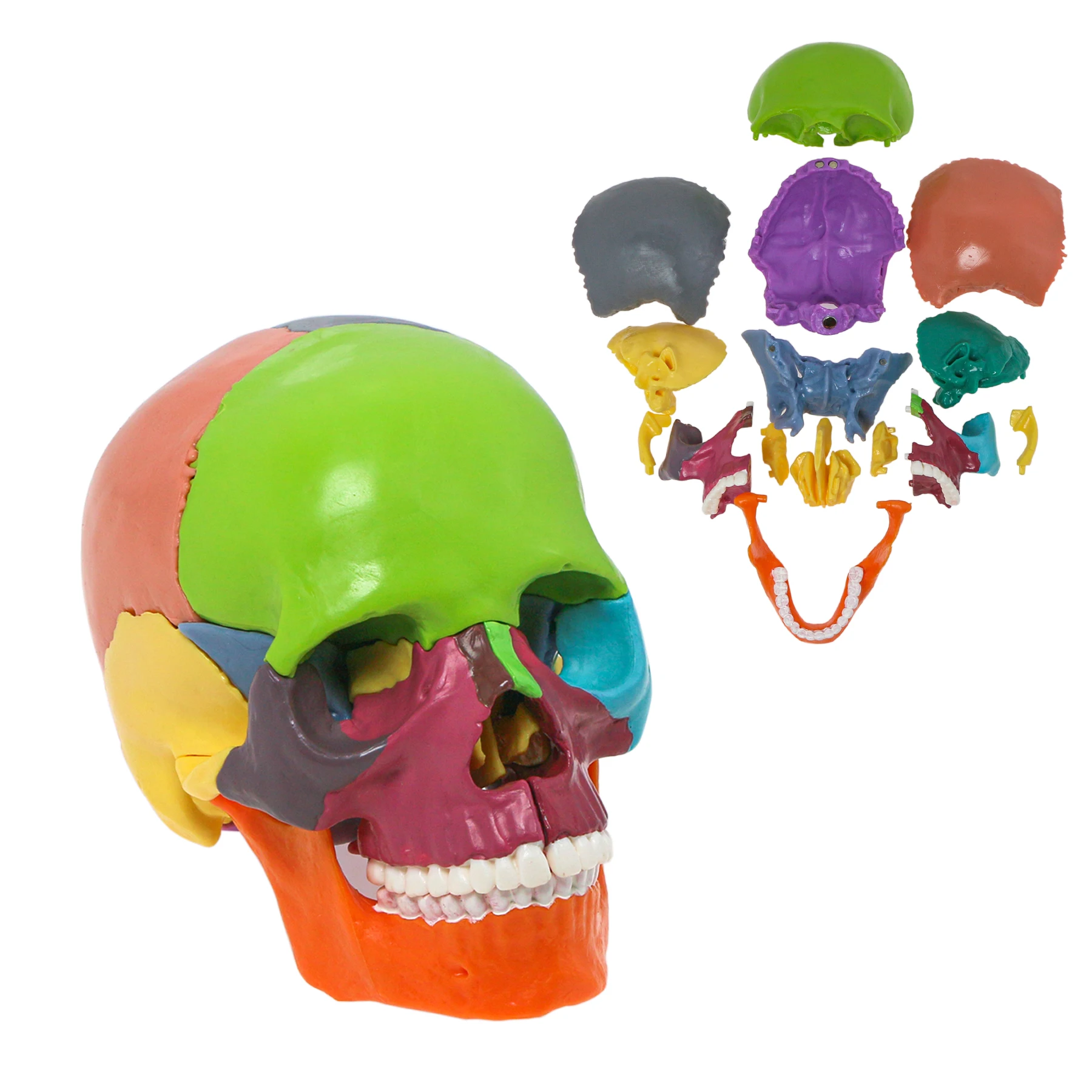 M5022 Colorful 15 Parts  Model Anatomical Anatomy Medical Teach Skeleton