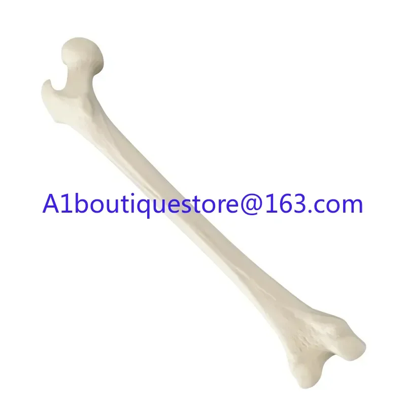 Osteopathic Training Model 1:1 Living Size Workshop Preoperative Training KyrenMed sawbone Foam Left and Right Femur Model