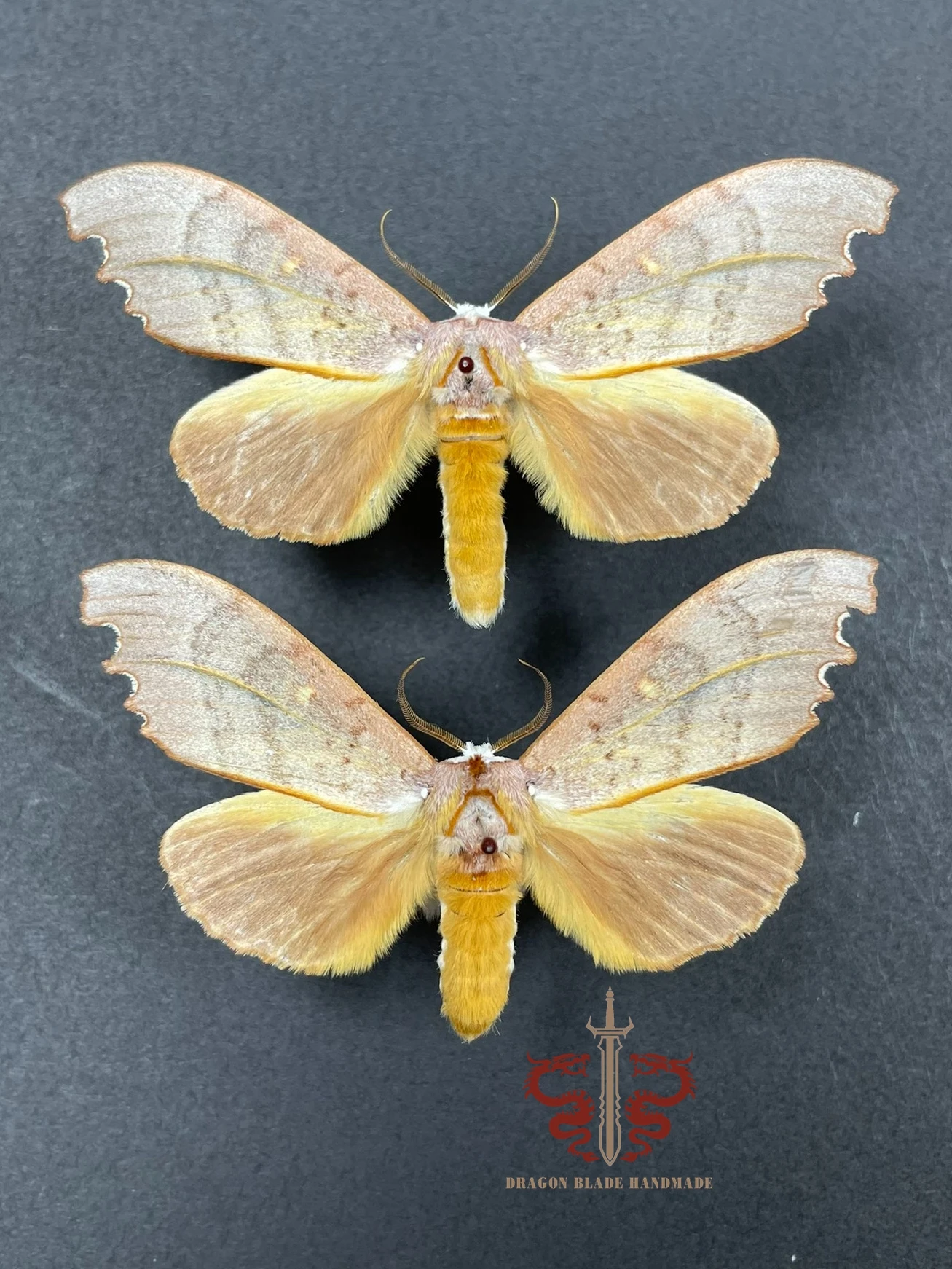 Moth ornament Euhampsonia serratifera, 1pc wings spread A1/A- high quality, Decorative Display Collection Gifts