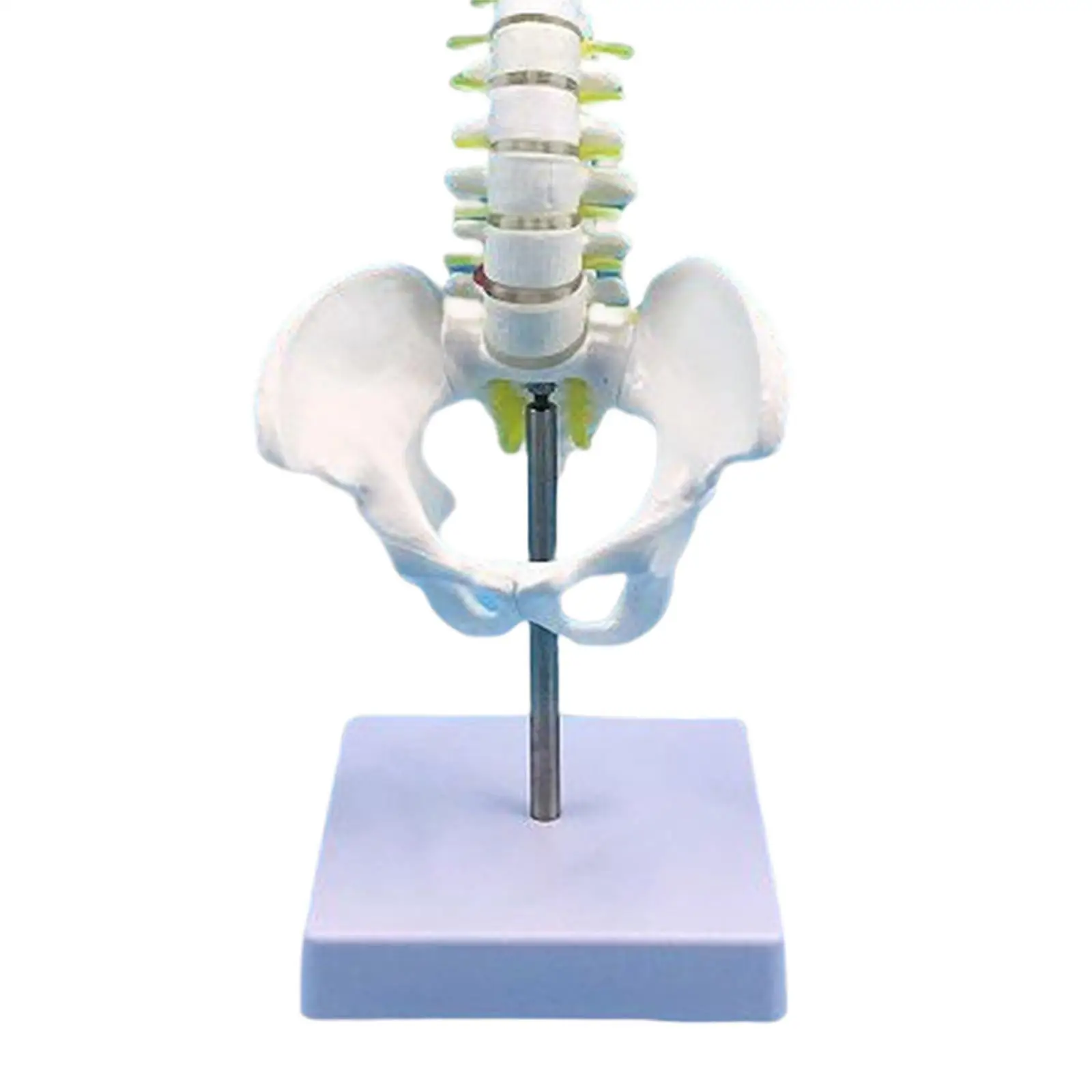 Human Spine Model Skeleton 17.7inch for Teaching Aid Learning Education Tool