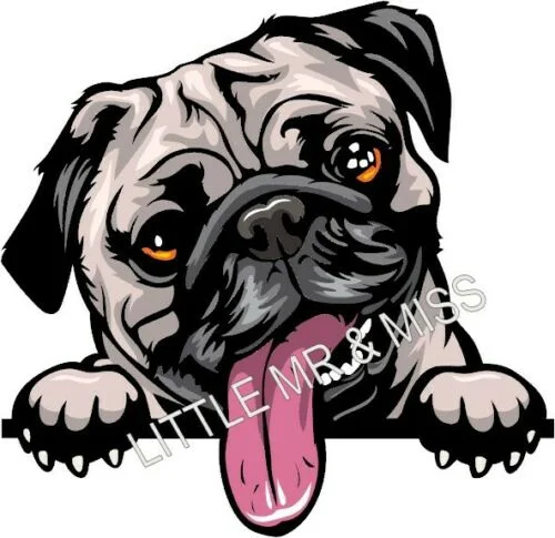 For PUG Peeking Dog Breed Colour Window Wall Laptop Sticker w/proof