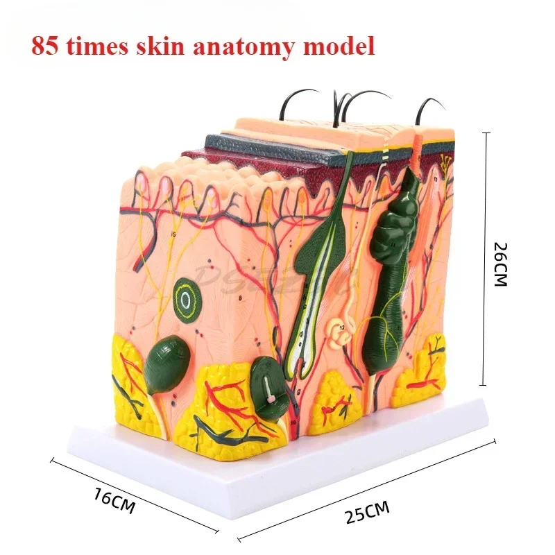 50Times Magnified 3D Human Skin Model Block Enlarged Plastic Hair Layer Structure Anatomical Anatomy Medical Teaching Tool