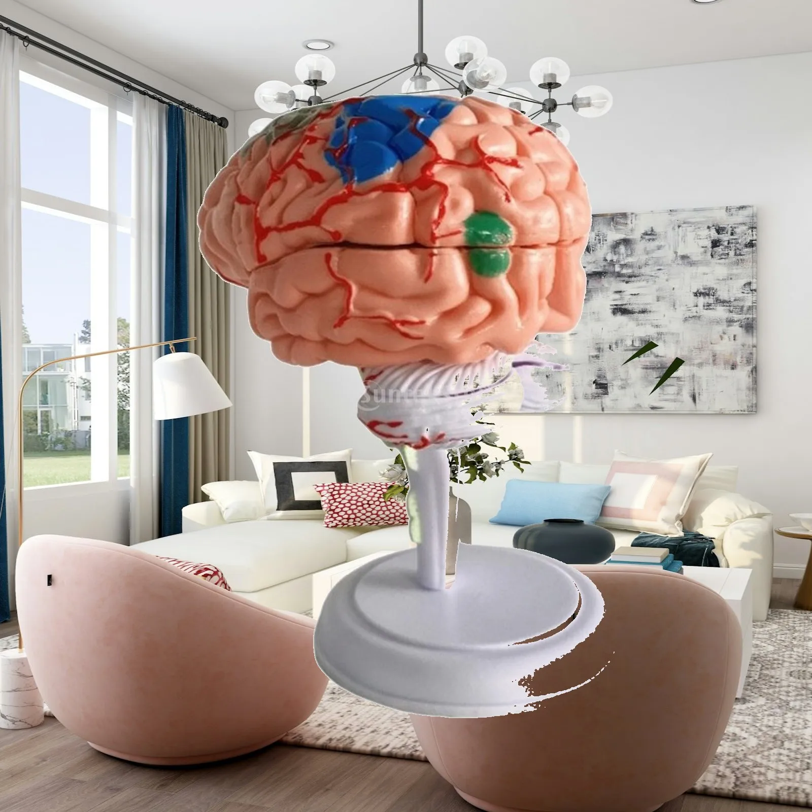 31 Part Brain Anatomy Puzzle Human Brain Model Anatomy with Stand for Students Educational Learning PVC Material