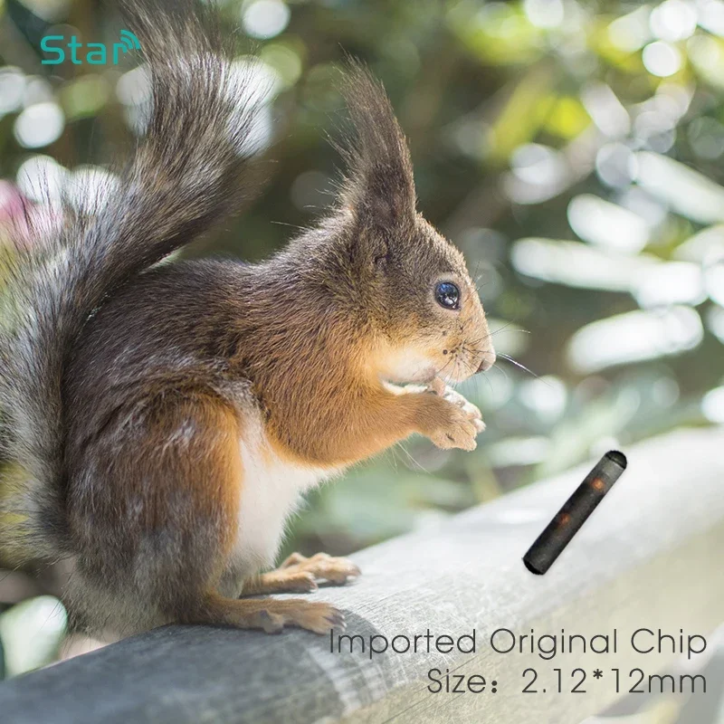 ISO14443A 13,56 Mhz NFC Trasponder in vetro Siringa Ntag216 Unità iniettore microchip RFID per l'identificazione di animali bovini di cani