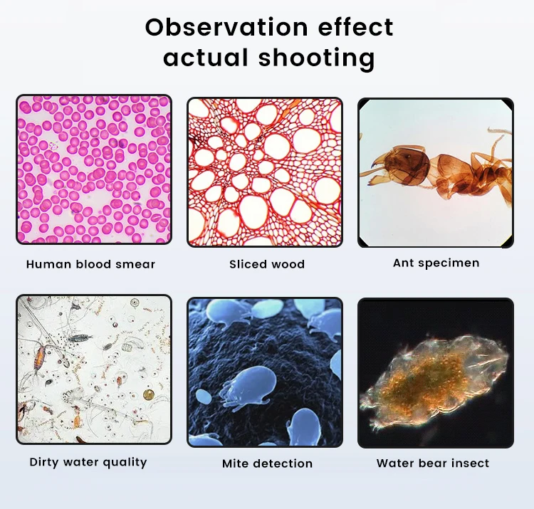 Microscope binoculaire numérique Seattle avec lumière LED, binoculaire, laboratoire et école