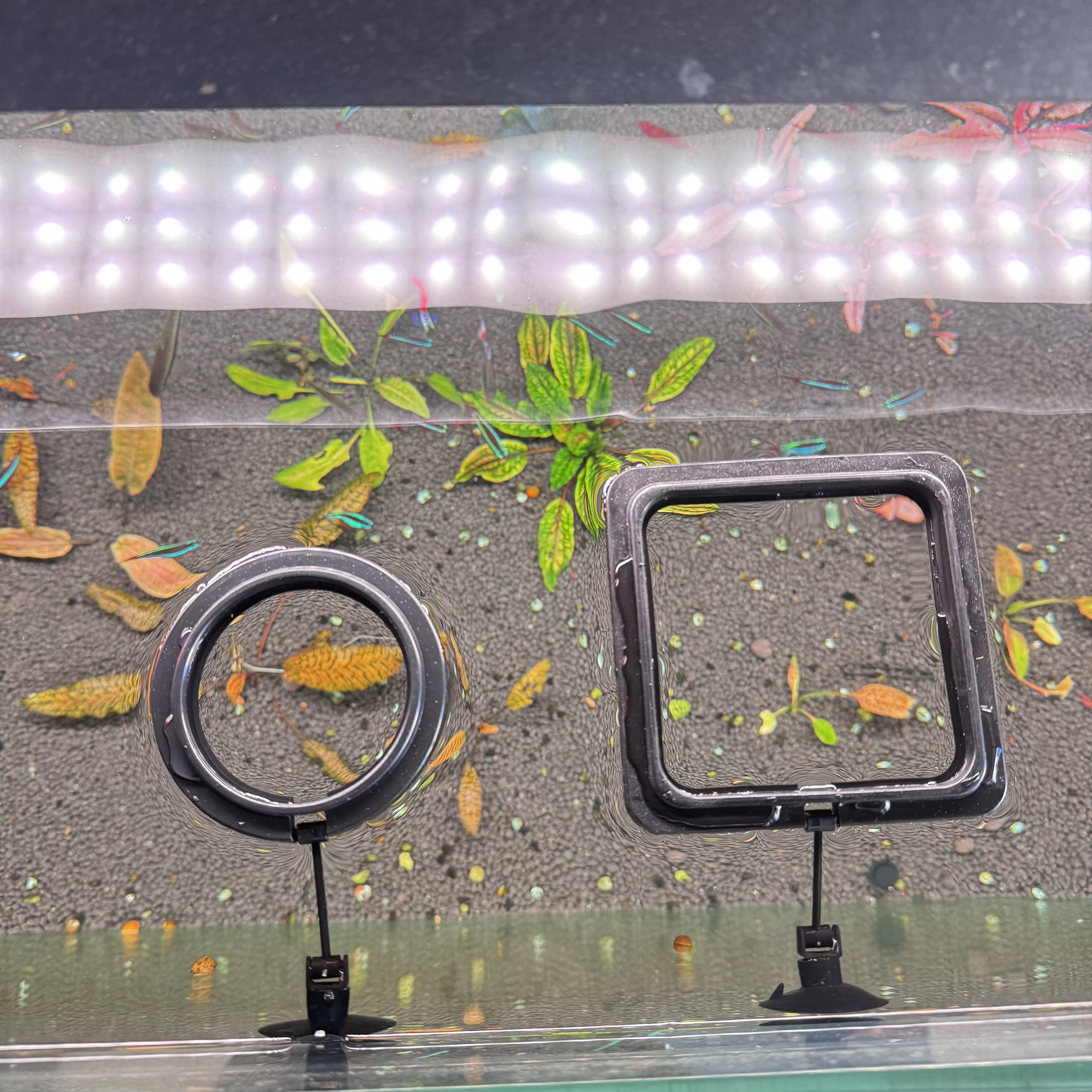 

Aquarium Fish Feeding Ring Fish Tank Heart Floating Station Food Tray Square Round Feeder With Suction Cup Fish Tank Accessory