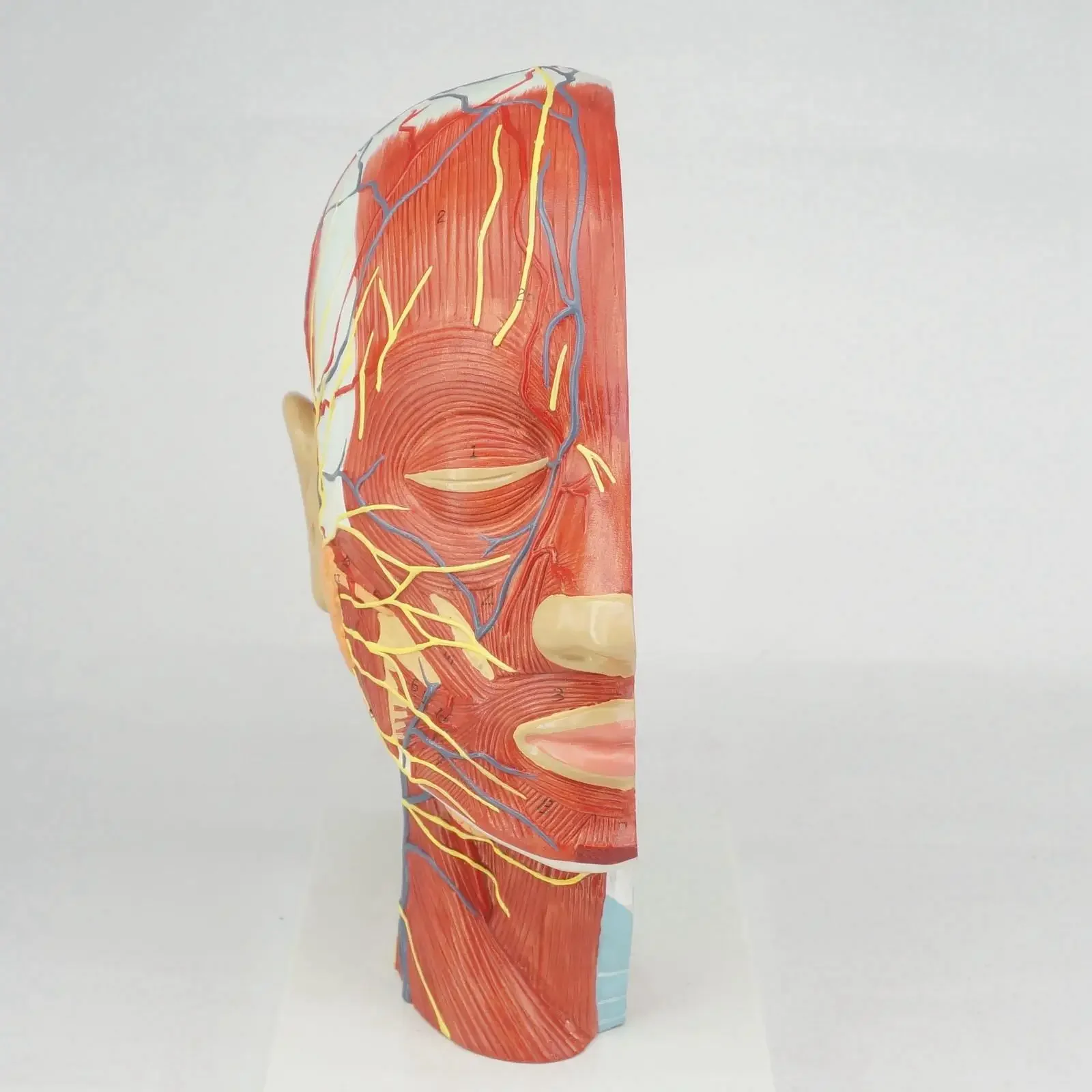 PVC Median Section of Human Head & Neck Anatomical Model Medical Skeleton Anatomy Natural Life Size