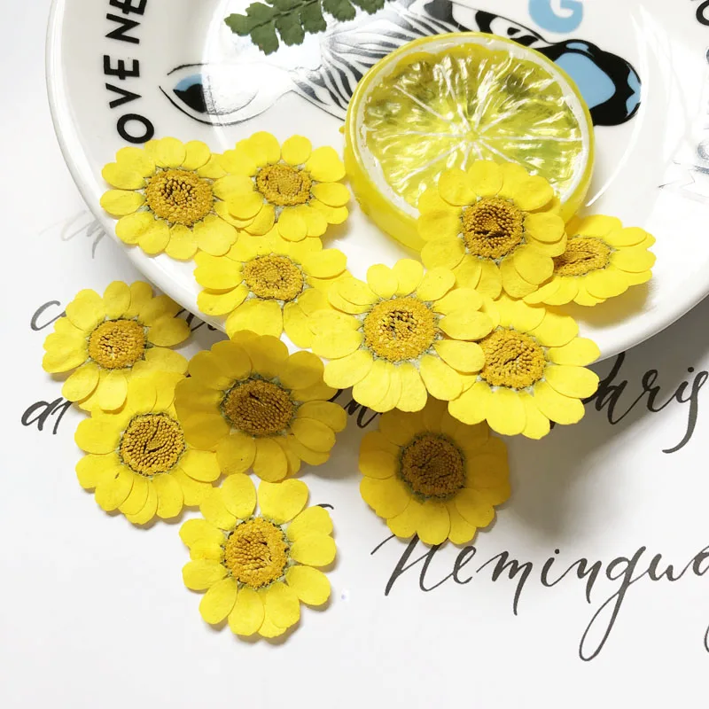 500 20-30mm Pressed Dried Yelllow Chrysanthemum Multicaule Flower Plant Herbarium For Jewelry Postcard Bookmark Phone Case DIY