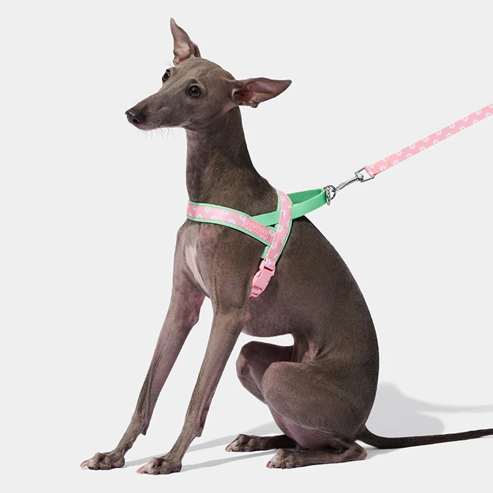 

Luxury Pet Chest Strap Traction Rope Set Dog Harness for Italian Greyhound Dog Walking Lead for Whippet Dogs Traction Rope