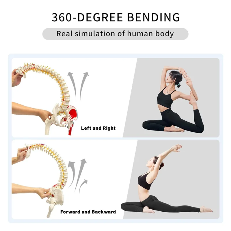 Modelo de columna vertebral para anatomía, arterios, columna Lumbar, faja Pelvic Fémur con soporte para estudio científico o educación del paciente