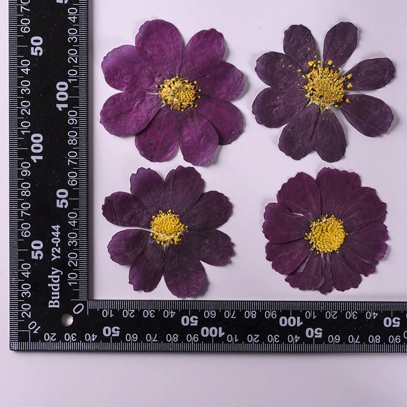 7~9CM/12PCS Natural Dried Large Pressed Galsang Flowers Heads,Dry Sunflower For Epoxy Resin Jewellery,Candles Making Decoration