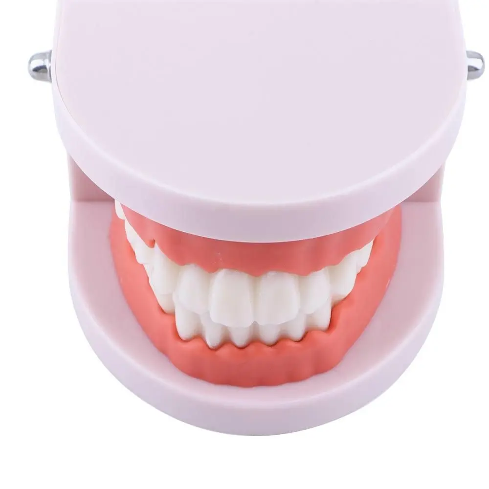 Pro White Dental Teaching Oral Education Typodont Demonstration Standard Teeth Model Teeth Model Denture Model Flesh Pink Gums