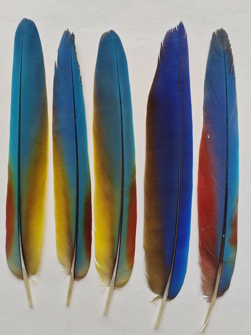 

5 шт., натуральная линяющая коллекция перьев с хвостом попугая, длина 20-40 см, редкие яркие синие аксессуары для головного убора с шлейфом попугая
