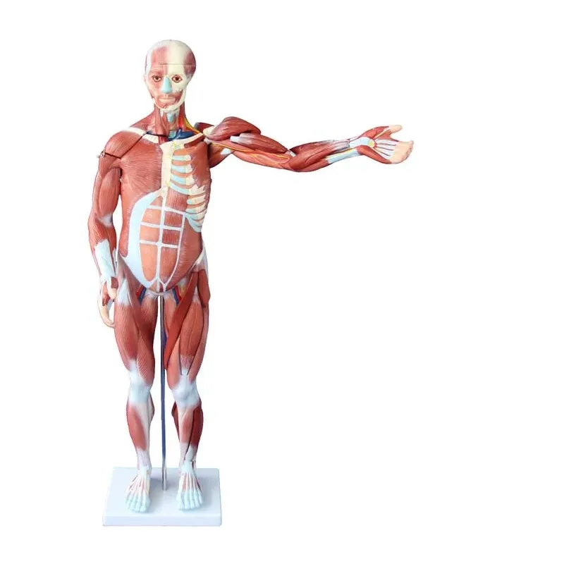 Human Medical Anatomical 80CM Human Muscle Model Male 27 Parts
